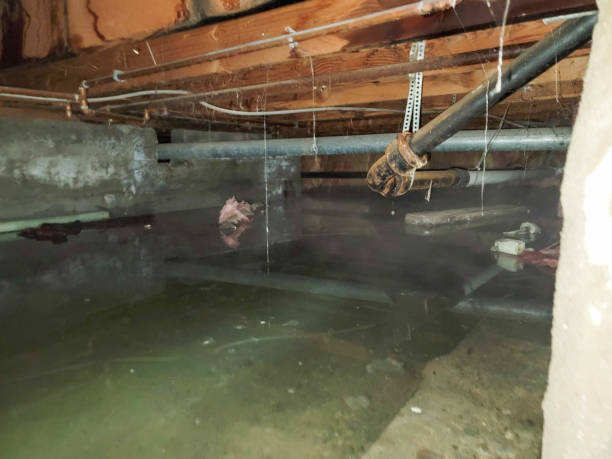 Best Water damage restoration near me  in San Clemente, CA